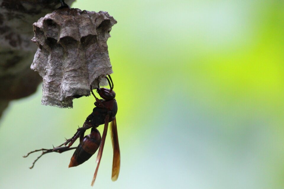 Bee honey flying insects