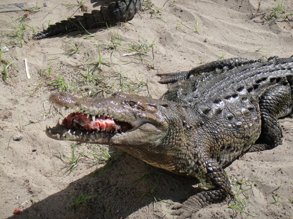 Cayman chiapas mexico