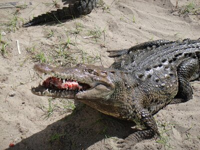 Cayman chiapas mexico
