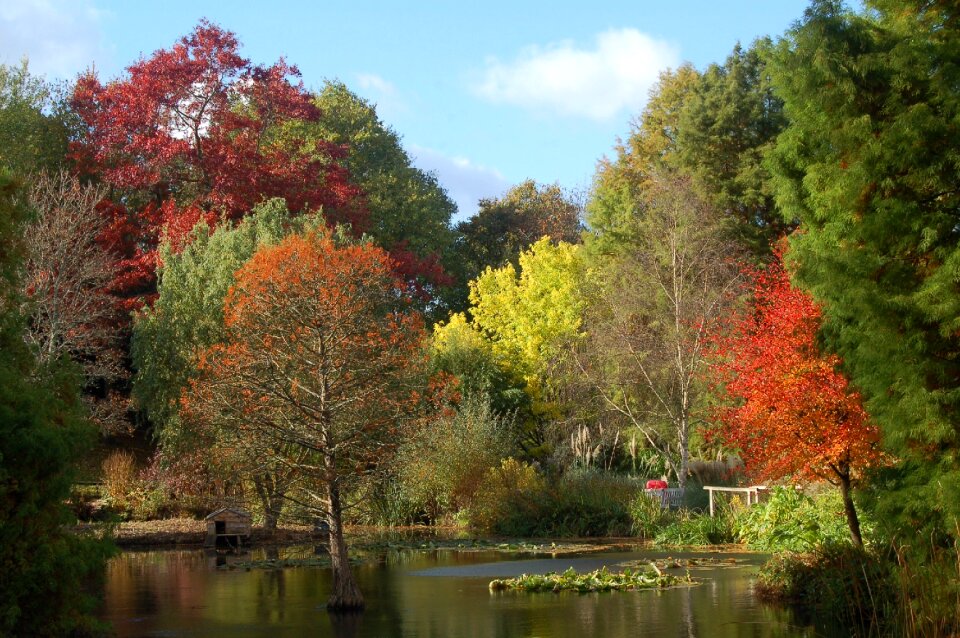 Nature foliage colorful