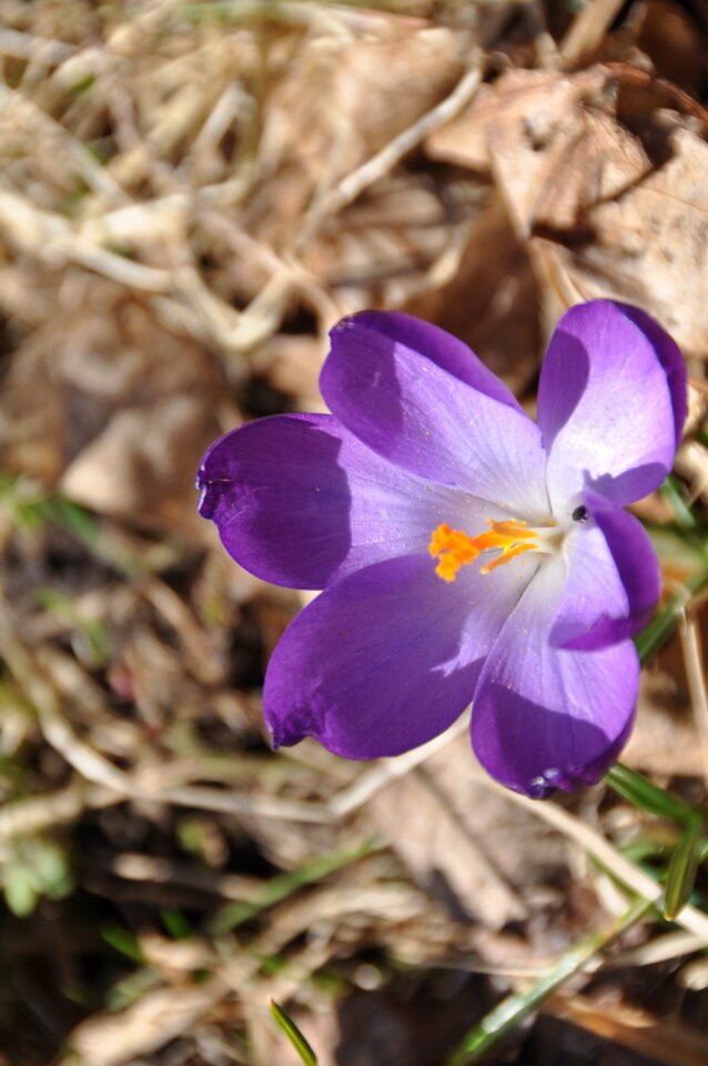 Spring flower nature garden