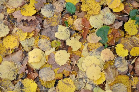 Autumn leaf fallen leaves