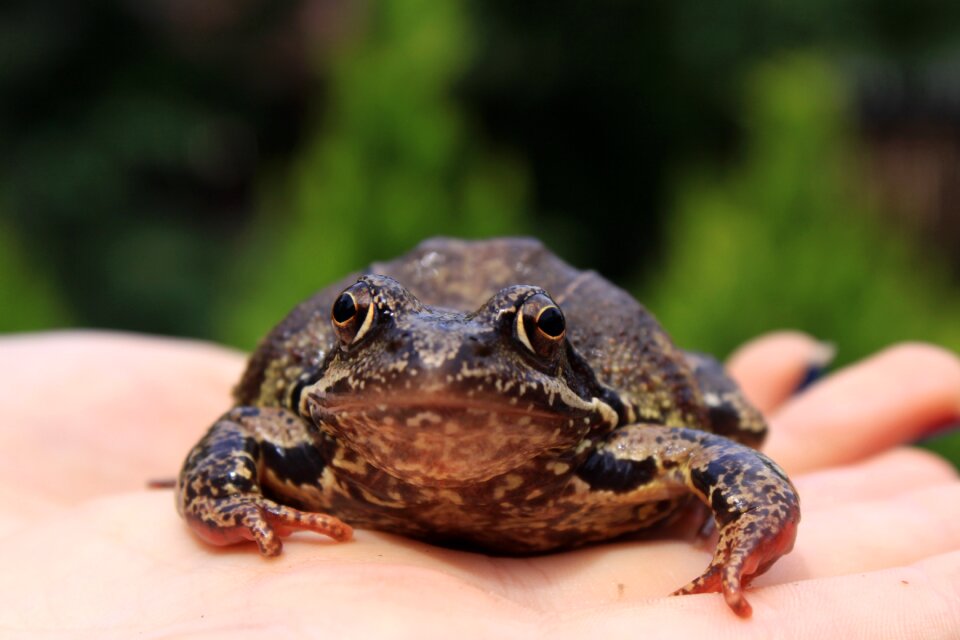 The hand hand animals
