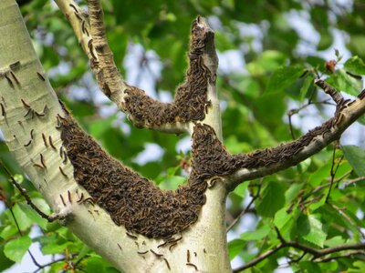 Insect nature group