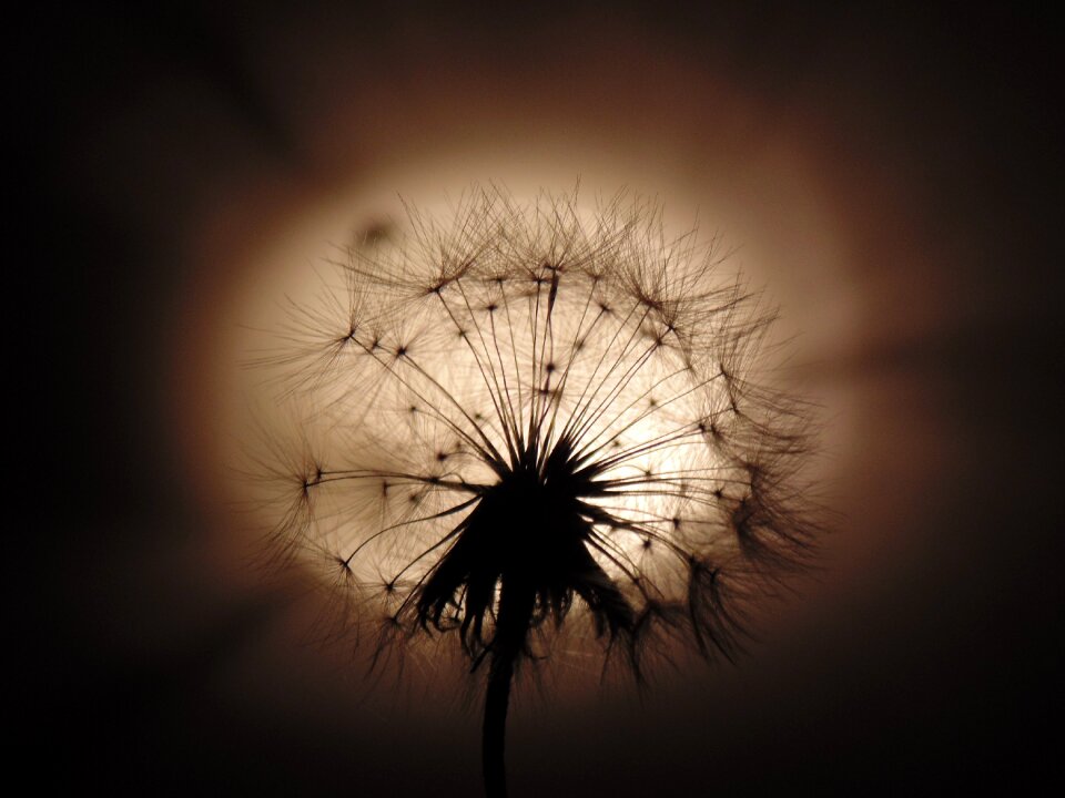 Dandelion fluffy light