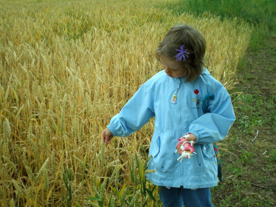 Away wheat wheat field