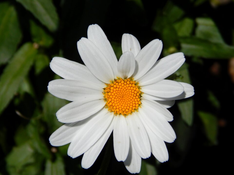 Flowers flora plant