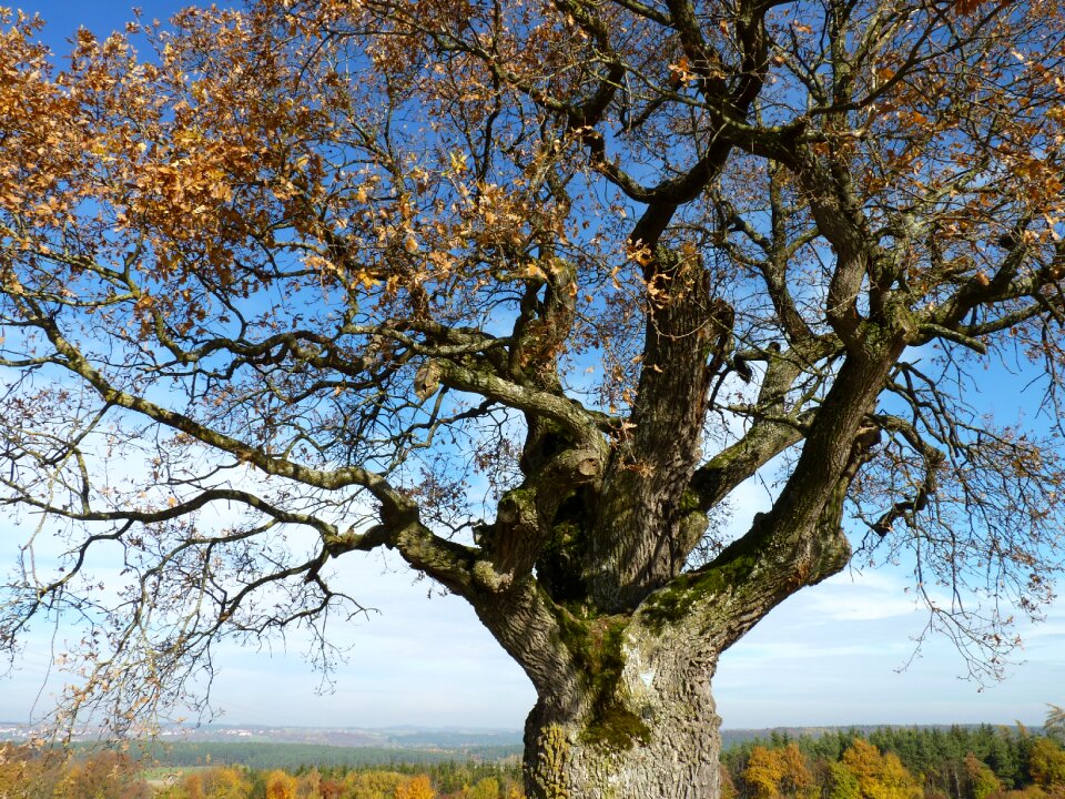 Landscape leaves nature