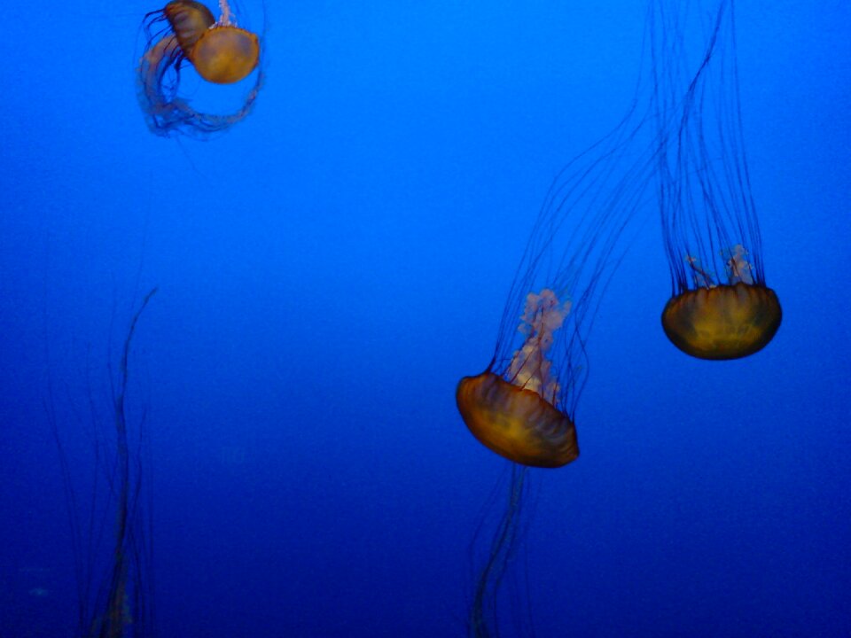 Aquarium sea ​​animals water animals