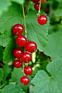 Red currant soft fruit berries photo