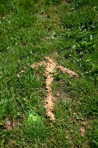 Arrow grass meadow photo