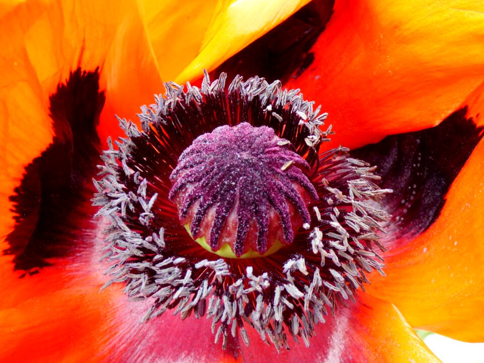 Poppy heart poppy flower