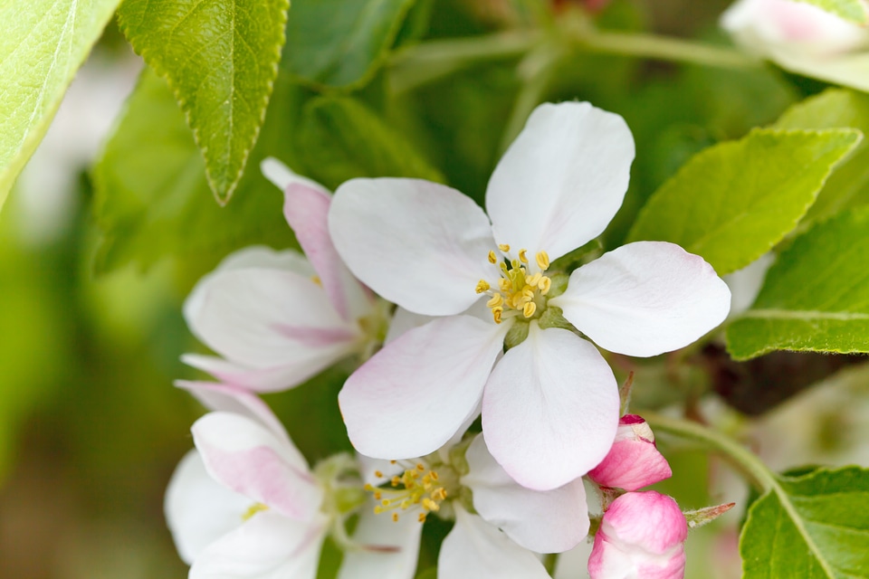 Blossom close-up color
