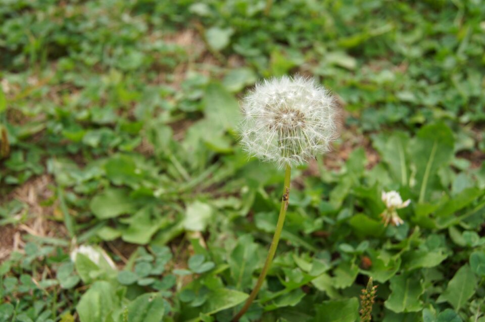 Dandelion hotssi spores