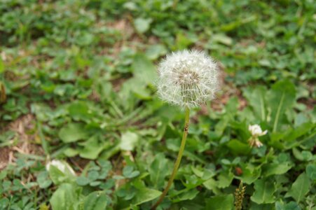 Dandelion hotssi spores