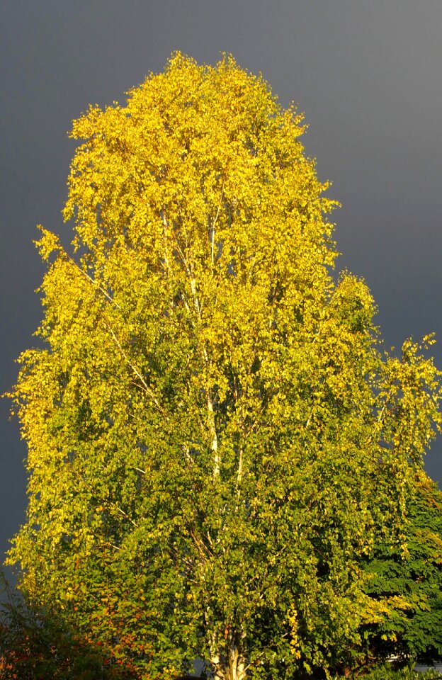 Nature mood mystical