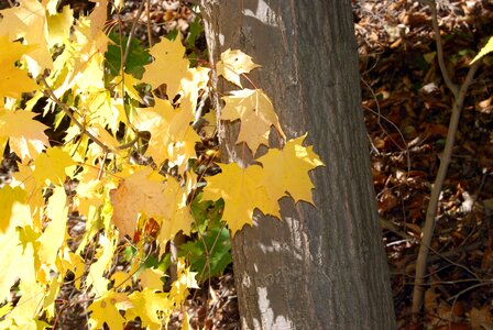 Leaves yellow nature