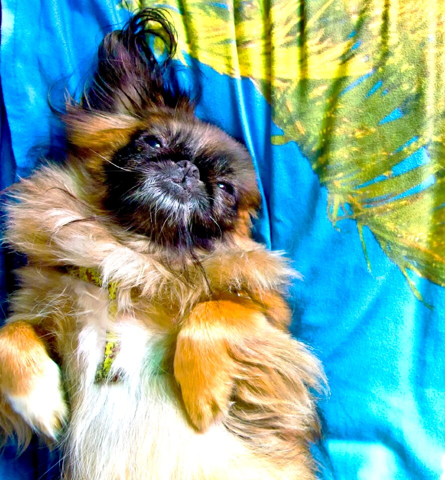 Rest summer animals
