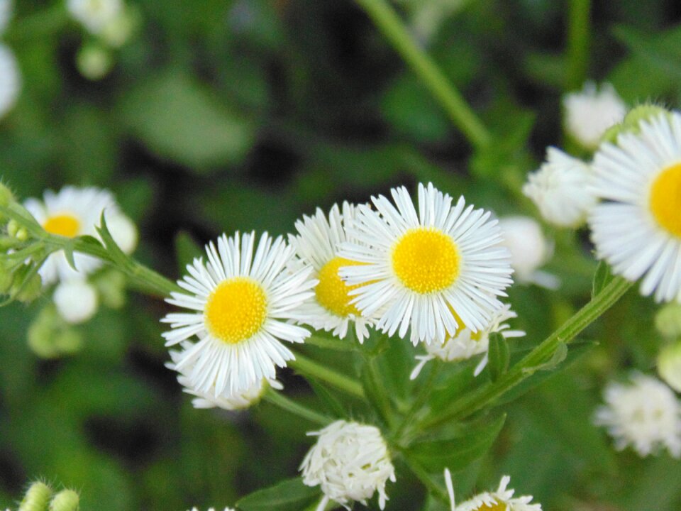 Wild camomile green white