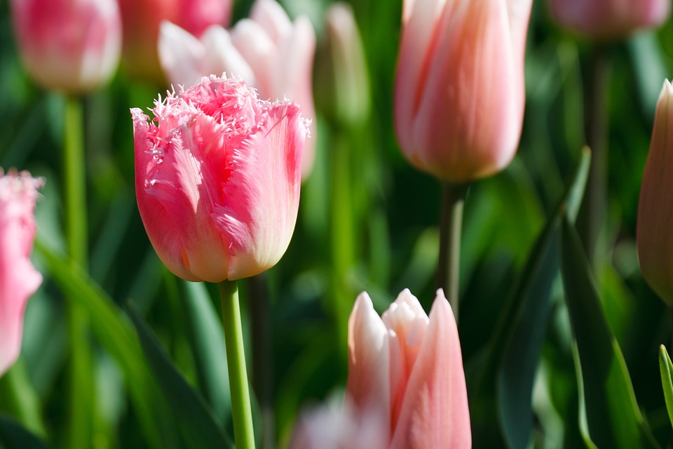Pink colorful dutch