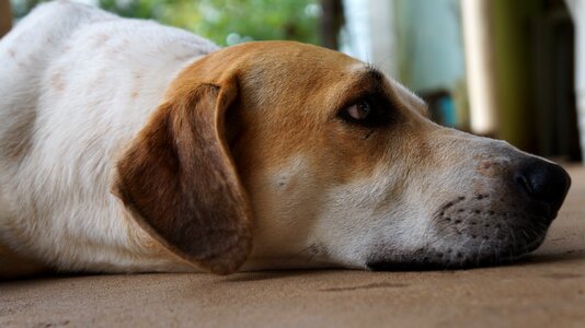 Dog domestic animals Free photos