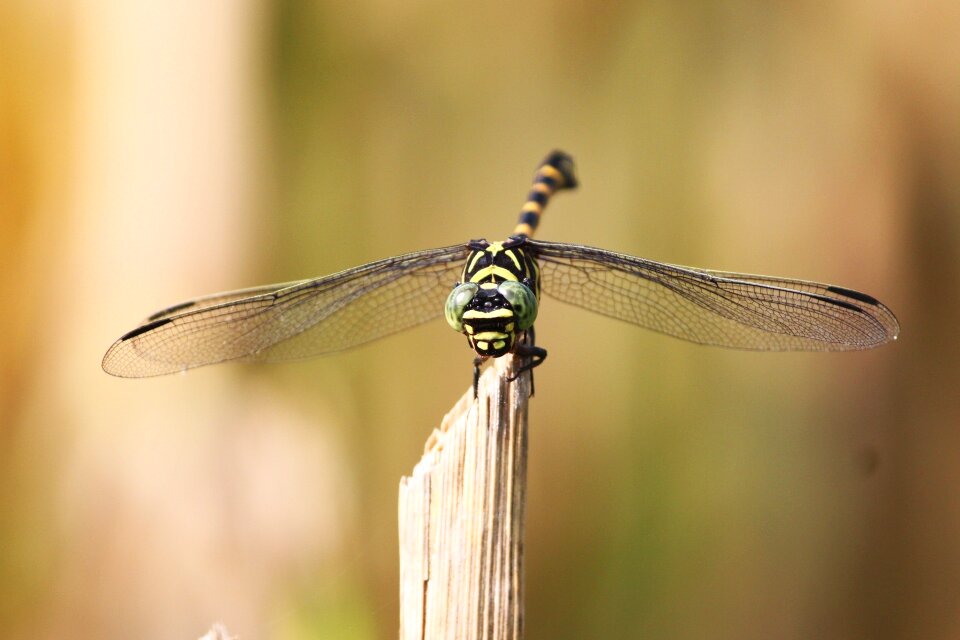 Tiger dragonfly dragonfly kinjeng