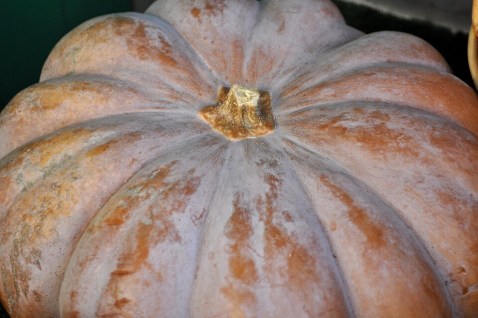 Pumpkin vegetable orange