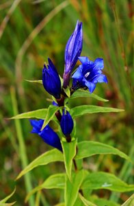 Bloom voralpen plant nature photo