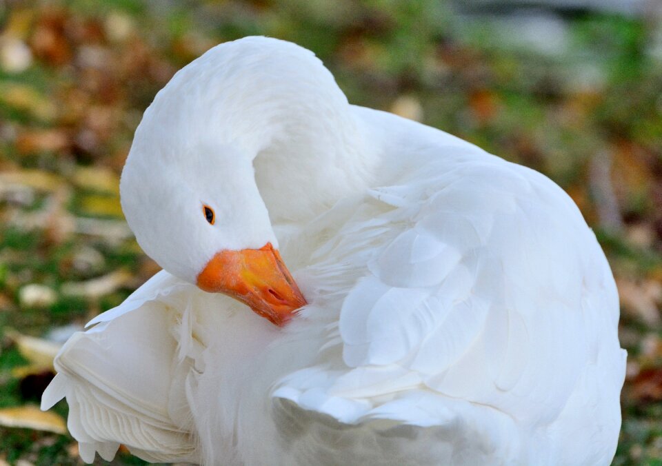 White plumage wildlife