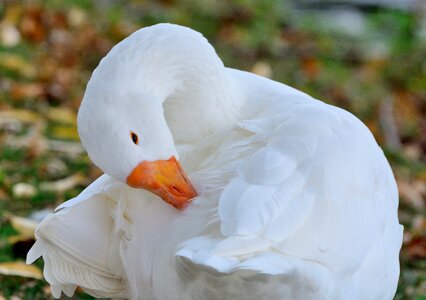 White plumage wildlife