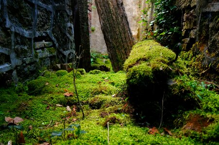 Nature beam green