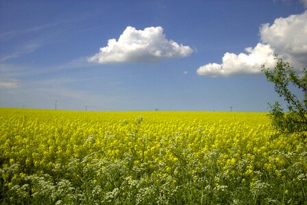 Rape blossom rügen spring