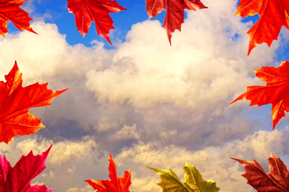 Sky clouds dry leaf