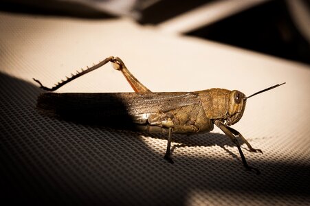 Cricket insect