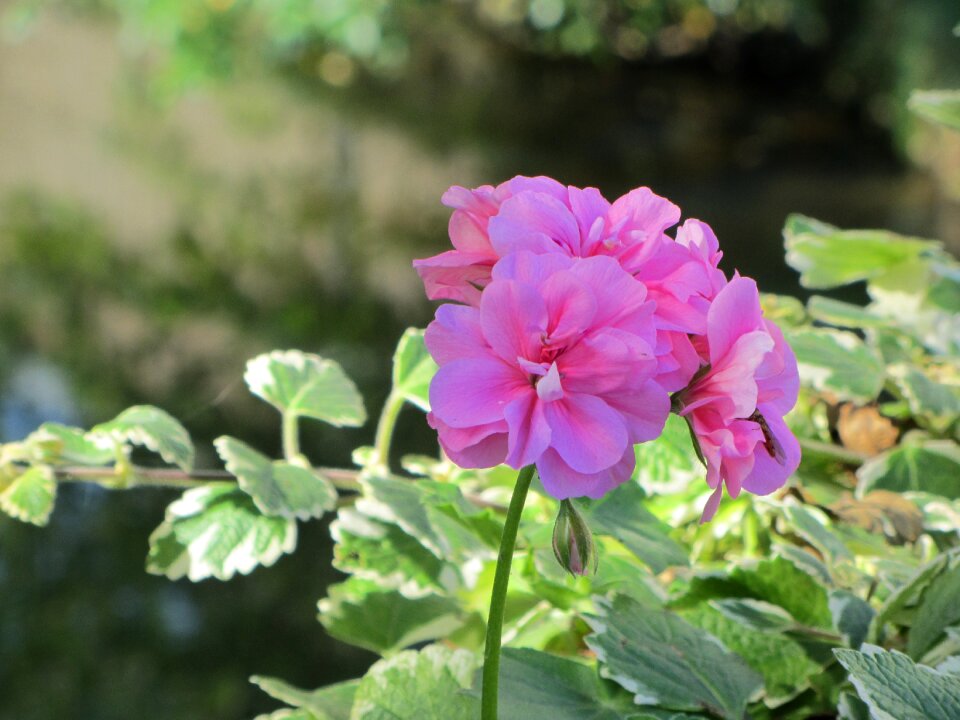 Plant flowers color