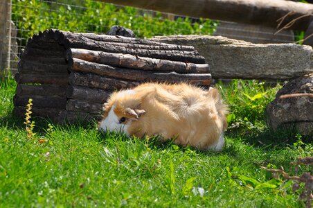 Rodent animal cute