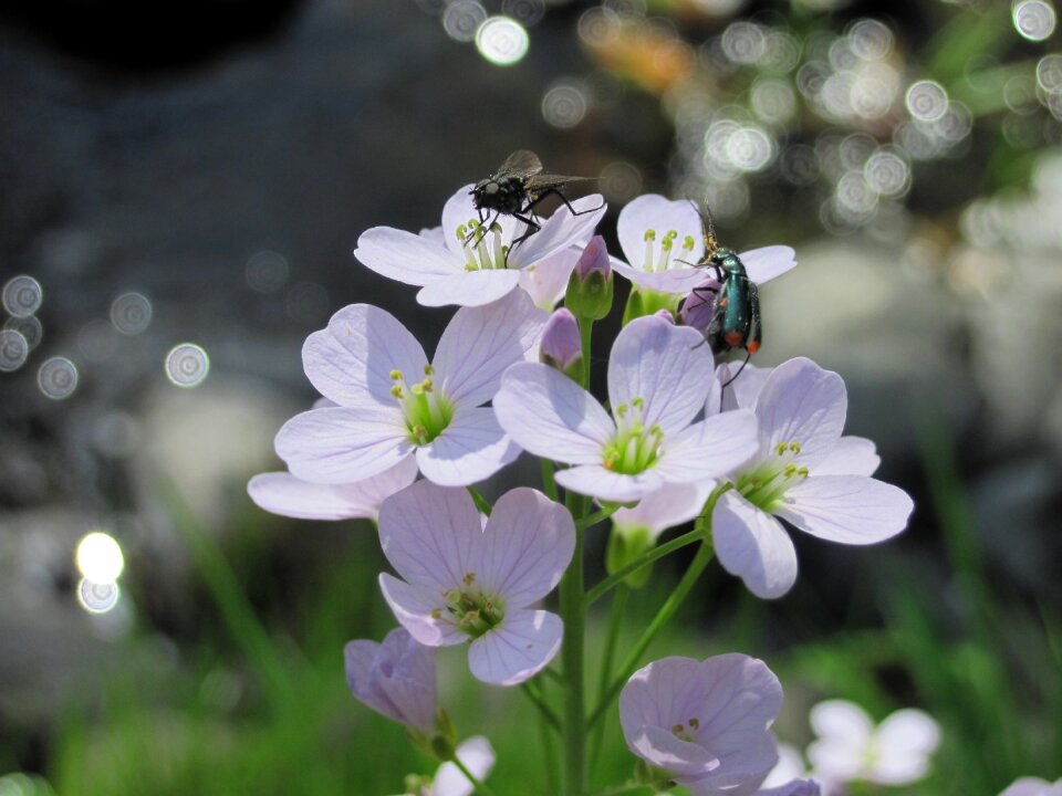 Beetle fly plant