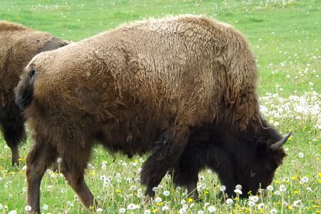 West plains american