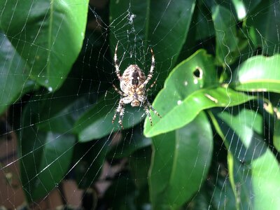 Nature insect