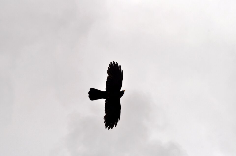 Animal cloud white