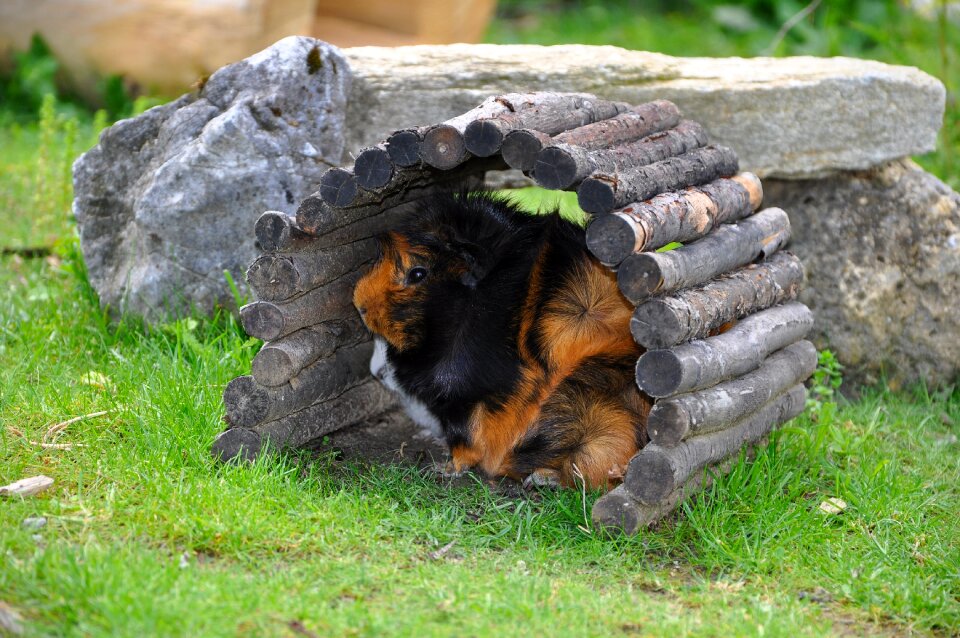 Rodent hiding place hidden