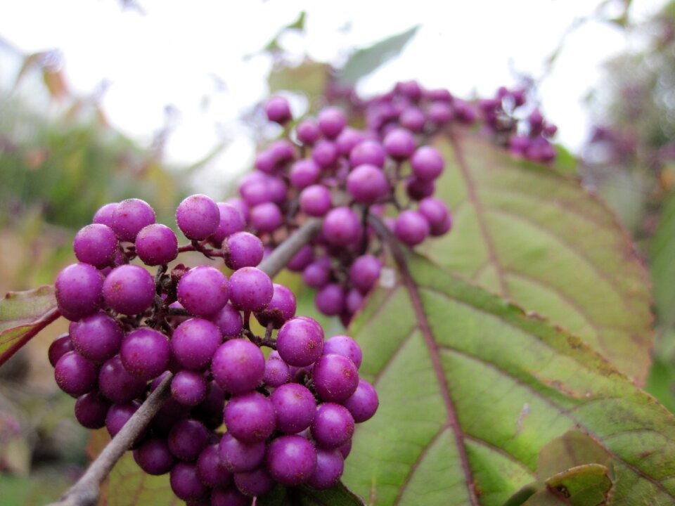 Fruits nonpareils berries