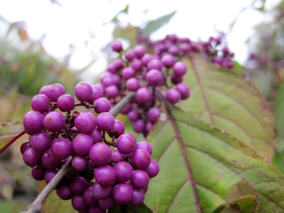 Fruits nonpareils berries photo