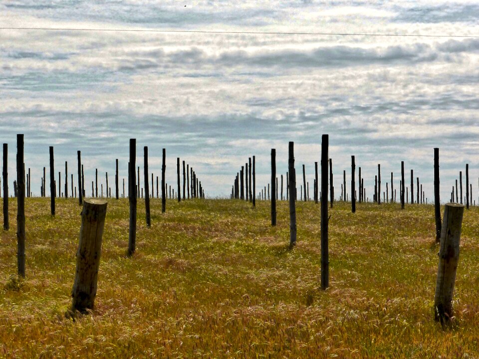 Agriculture winery landscape