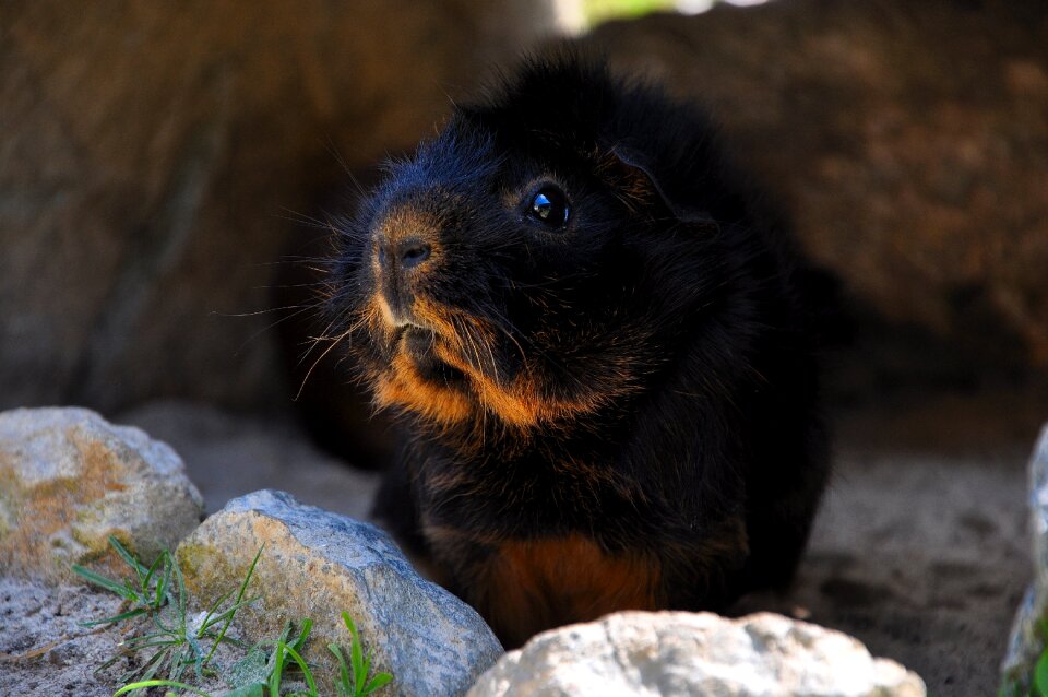 Guinea pig pet nager