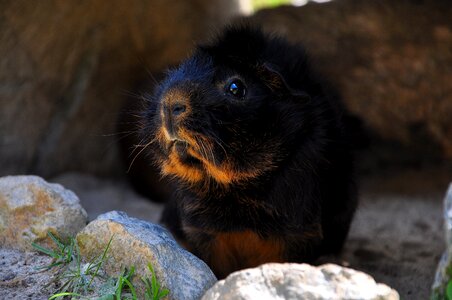 Guinea pig pet nager