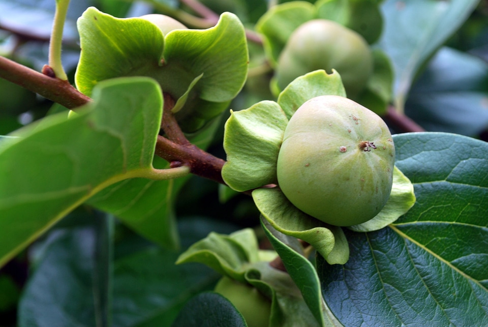 Grow food healthy