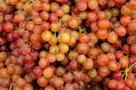 Food fruit