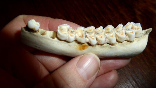 Bone skeleton animal world