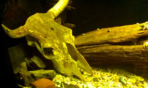Wood underwater green